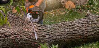 Trusted Luna Pier, MI  Tree Services Experts