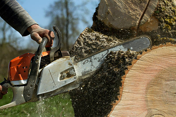 Best Tree Risk Assessment  in Luna Pier, MI